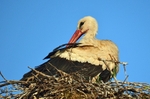 White Stork