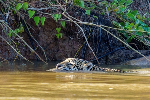 One of many jaguars spotted during our time travelling out from the floating hotel