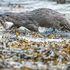 DO-07-Oban Bay, Argyll