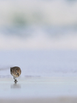 White-rumped Sandpiper foraging on shore, Volunteer Point, Falklands