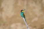 European Bee-eater