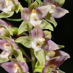 Plaisance Helleborine (Epipactis placentina)