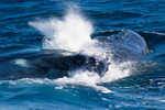 Humpbacks fighting with pectal fins 1 0A3A7638