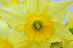 Nature portfolio