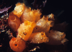 Stolonica socialis