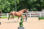 Trot Up 11am to 12pm portfolio