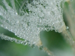 Frosted Dandelion Clock