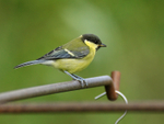 Great Tit (juvenile), Otmoor RSPB