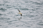 Fulmar