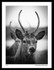 Deer Tatton Park 1