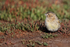 White-bridled Finch (female), Carcass Island, Falklands