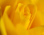 Yellow Rose