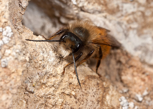 Male waiting for females at a nest hole. Warwickshire, April 2012.