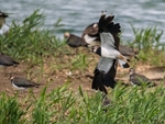 Lapwing