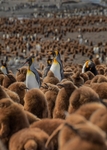 Standing out from the crowd