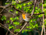 Robin