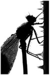 Dew Drop Damoiselle
