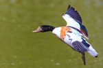 shellduck Tadorna tadorna-5573