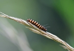 Cinnabar caterpillar