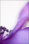 Anemone 2