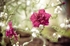 Old Fashioned Carnation