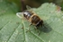Bee on a Leaf