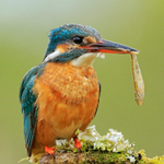 Kingfisher (female) close-up with fish, Scotland