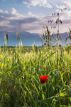 Mountain Poppy