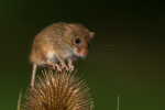 Harvest Mouse