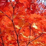 Autumn colour