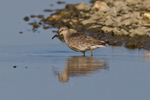 Knot wading in the Lagoon at Brownsea Island