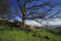 Blue Oak on Lollypop Ridge