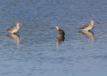 Spotted Redshank 3