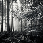 A Woodland Tale