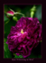 Rosa 'Erinnerung an Brod' 2