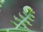 Unfurling