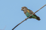 Meyer's Parrot