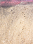 BIRD TRACKS AND SAND PATTERNS - LONG POINT BEACH