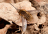 Bombylius major Male