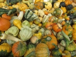 Autumn Harvest