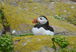 Puffin