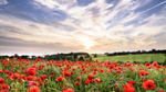 Poppies_.Thorpe Lane_Felistowe_Suffolk