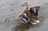 Slimbridge-12