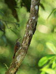 Black-striped Woodcreeper portfolio