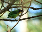Golden-throated Barbet portfolio