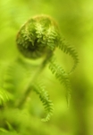 Dryopteris, Mynydd Llandygai 2