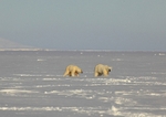 Polarbears 6542