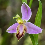 Bee Orchid Variation (Ophrys apifera var tilaventina).