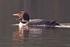 Loons Morning Swim 2 12 x 18