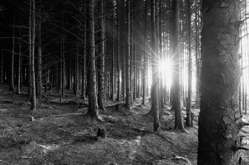 The low evening sun breaks through the plantation pines.